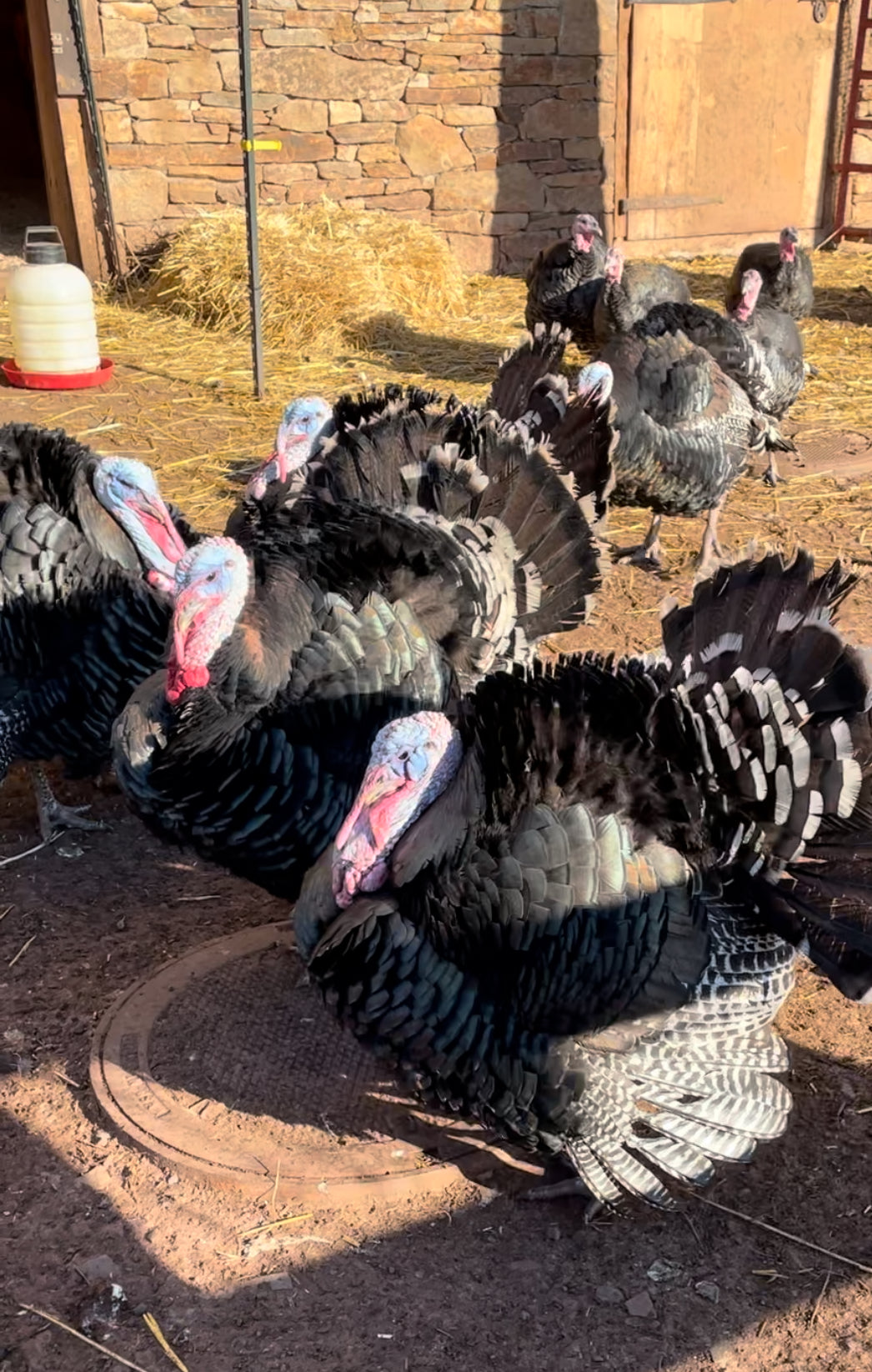 Turkey Deposit